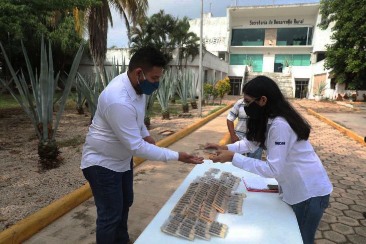 Apicultores yucatecos resaltan beneficios de la distribución de abejas reina